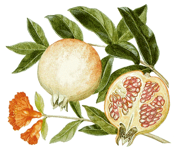 pomegranate-tree