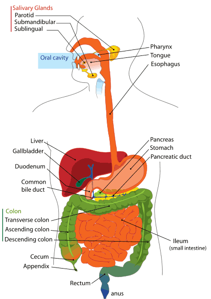 digestive_system_digestive_disorders