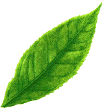greentea-leaf