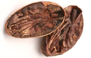 cocoa-bean