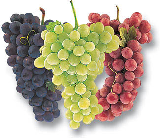 grape-varieties