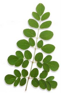 moringa-oleifera-leaf