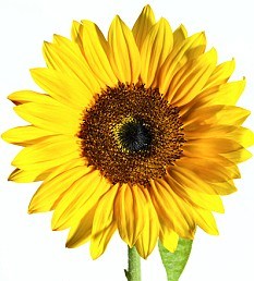 sunflower_oil