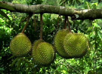 durian_tree